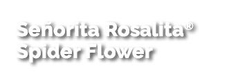 Señorita Rosalita® Spider Flower